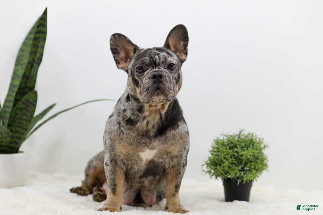 French Bulldog dogs for sale: Mario - Image 9