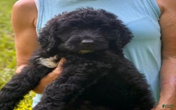 Goldendoodle dogs for sale: Brooklyn - Image 3