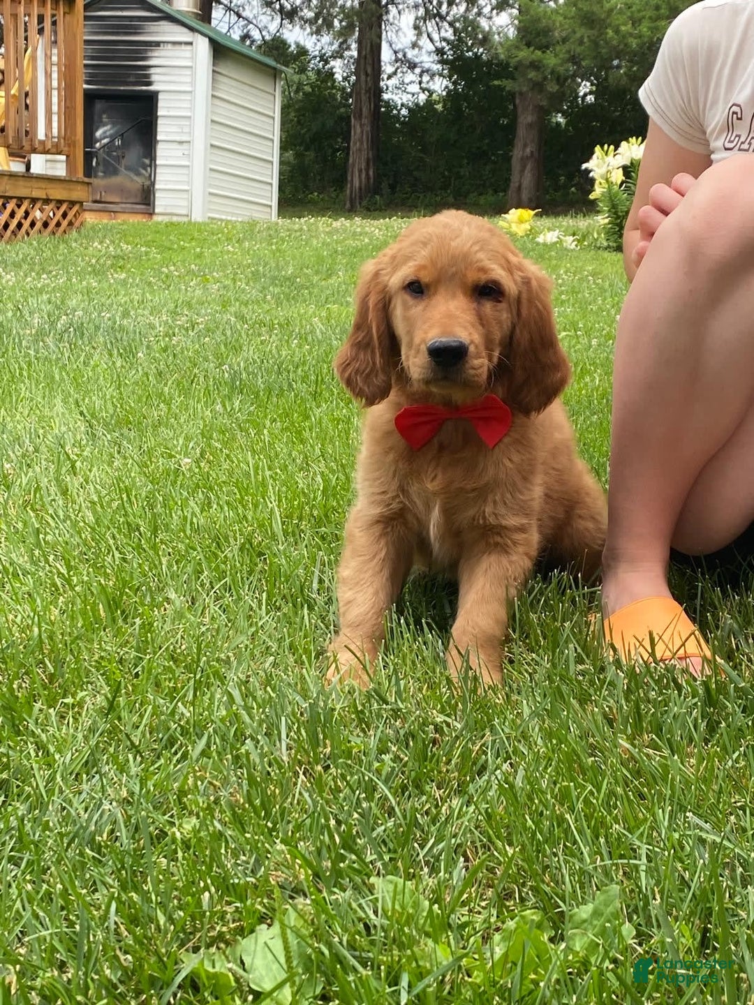 Golden Retriever dogs for sale: Gunther - Image 21