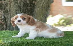 Cavalier King Charles Spaniel dogs for sale: Sarge - Image 5