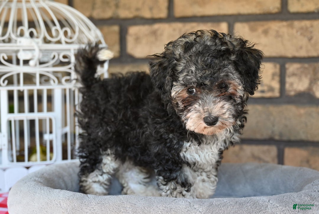 Havapoo dogs for sale: Scout - Image 8