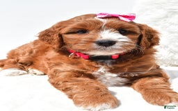 Mini Goldendoodle dogs for sale: Rosie - Image 4