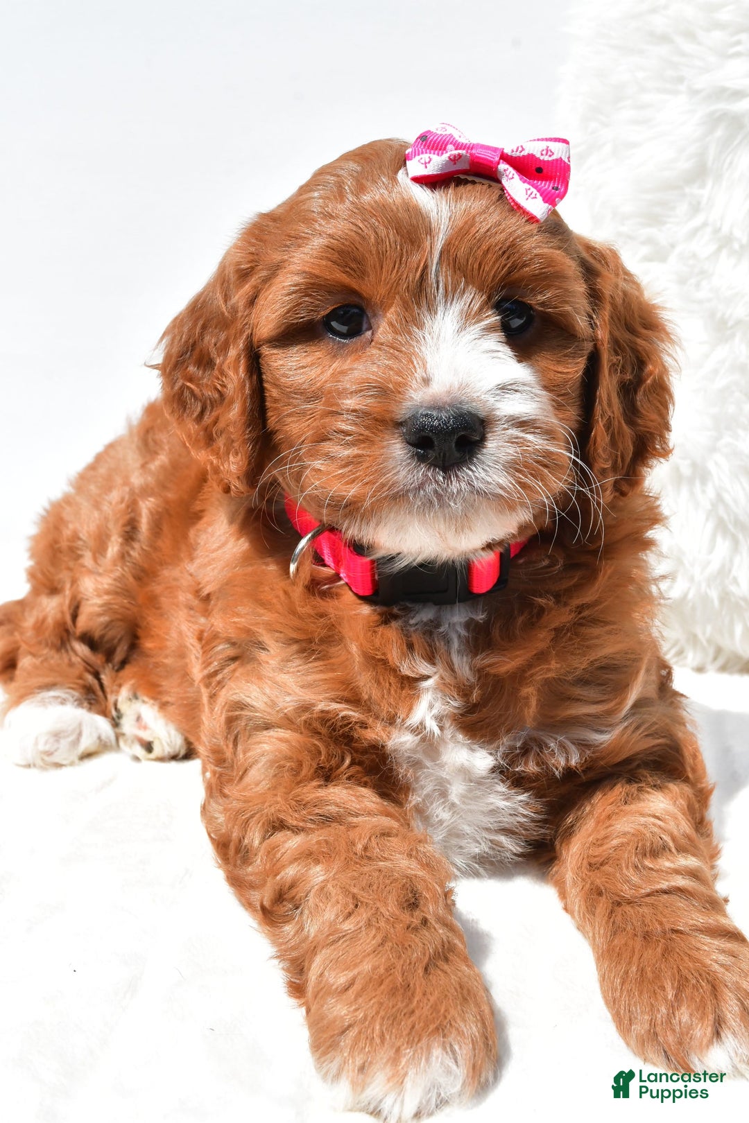 Mini Goldendoodle dogs for sale: Rosie - Image 4