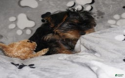 Yorkshire Terrier dogs for sale: Alyssa - Image 17