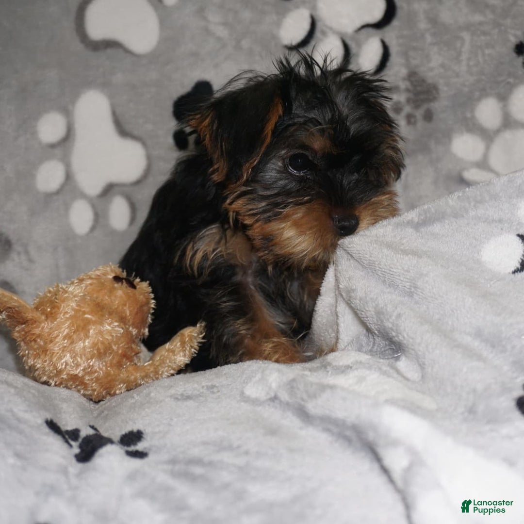 Yorkshire Terrier dogs for sale: Alyssa - Image 17