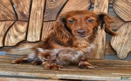 Miniature Dachshund dogs for sale: Tom - Image 11