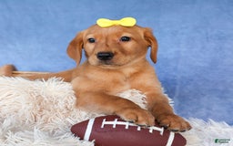 Labrador Retriever dogs for sale: Red Fox Geo - Image 22