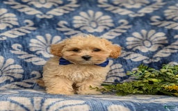 Maltipoo dogs for sale: Eli Toy Size - Image 13