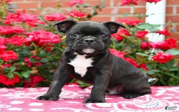 Frenchton dogs for sale: Foster - Image 1