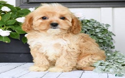 Cavapoo dogs for sale: Brandon - Image 5