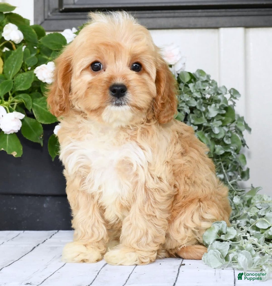 Cavapoo dogs for sale: Brandon - Image 5