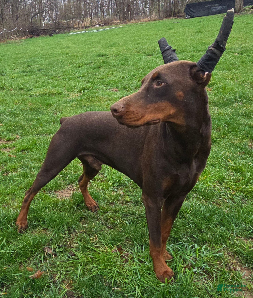 Doberman Pinscher dogs for sale: Athena - Image 4