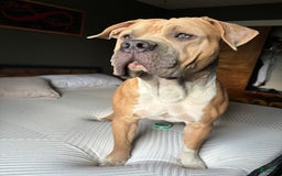 American Bully dogs for sale: Light - Image 6