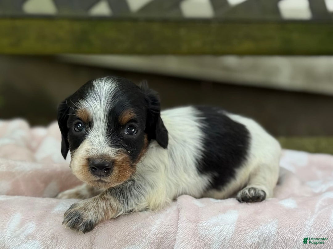 Miniature Dachshund dogs for sale: Dasher - Image 4