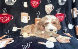 Cockapoo dogs for sale: Kilo - Image 7