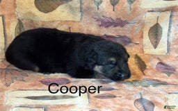 German Shepherd dogs for sale: Cooper - Image 8