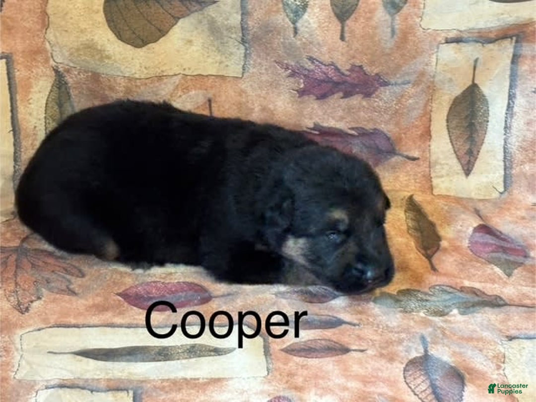 German Shepherd dogs for sale: Cooper - Image 8
