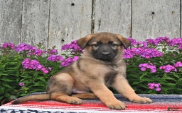 German Shepherd dogs for sale: Jazz - Image 3