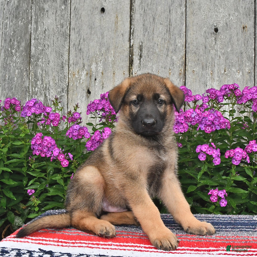 German Shepherd dogs for sale: Jazz - Image 3