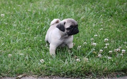 Pug dogs for sale: Galen - Image 3