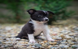 Pomchi dogs for sale: Pomchi 4 puppies - Image 9