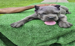 Cane Corso dogs for sale: Dream - Image 4
