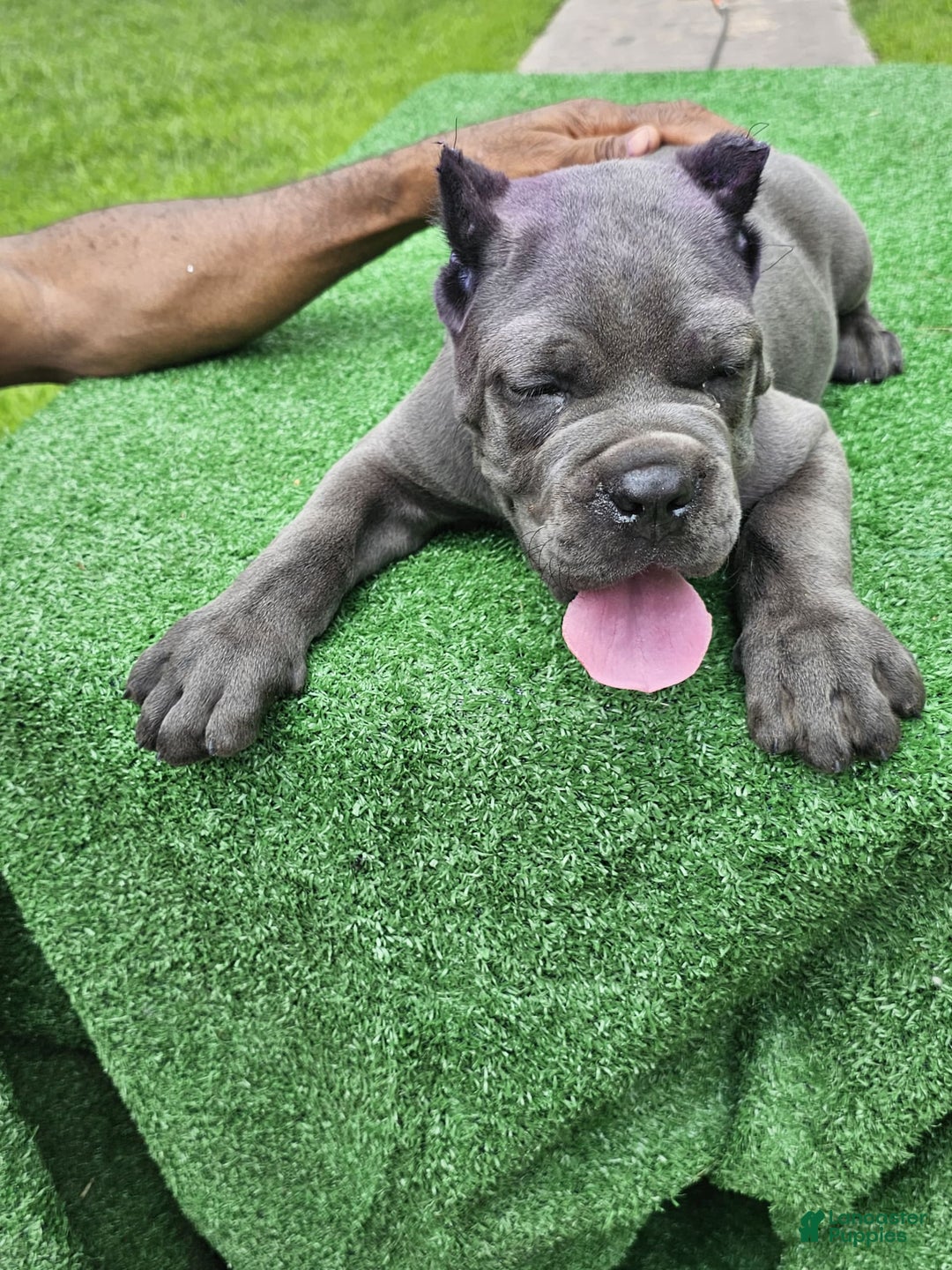 Cane Corso dogs for sale: Dream - Image 4