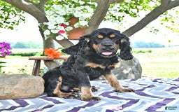 Cocker Spaniel dogs for sale: Banjo - Image 32