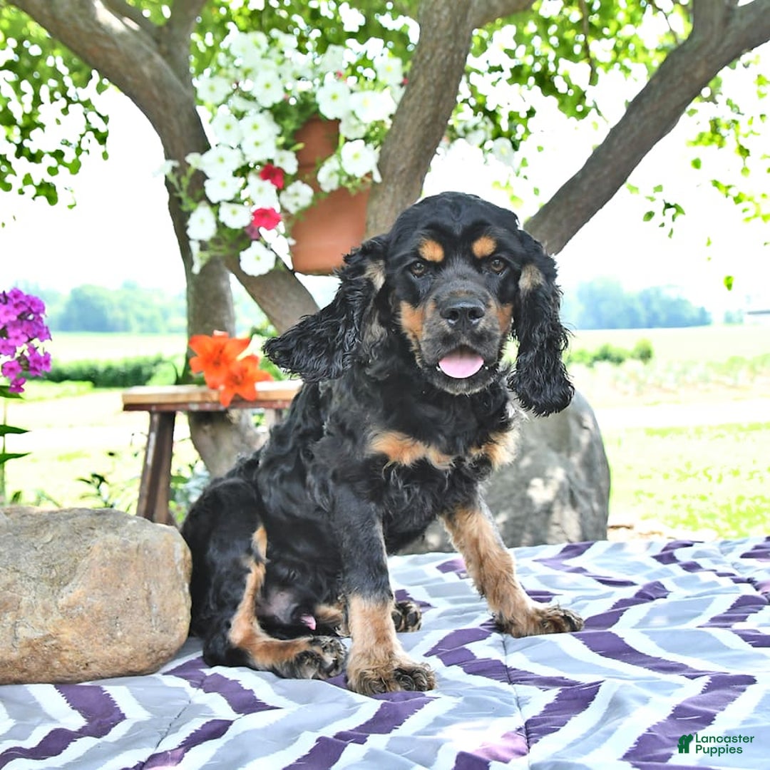 Cocker Spaniel dogs for sale: Banjo - Image 32