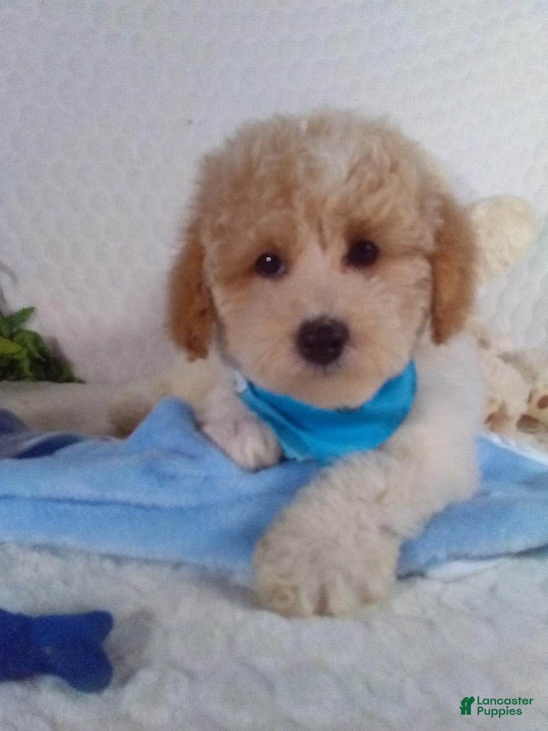 Bichpoo dogs for sale: Jasper - Image 7