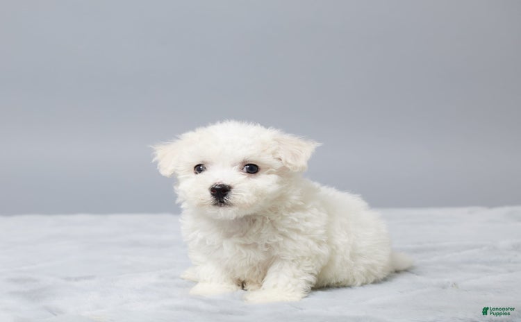 Bichon Frise dogs - Advert 36