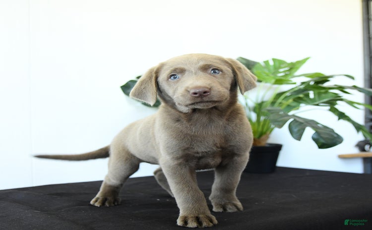 Labrador Retriever dogs for sale - Ad 3