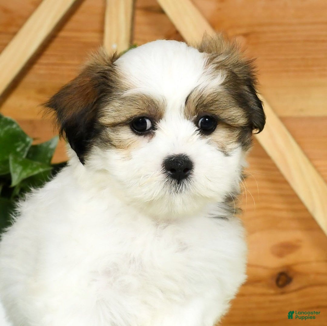 Teddy Bear dogs for sale: Wednesday - Image 6
