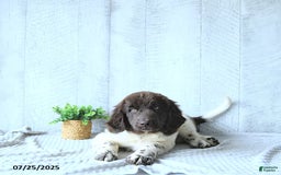 Newfoundland dogs for sale: Jade - Image 14