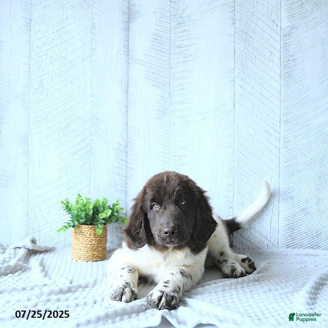 Newfoundland dogs for sale: Jade - Image 14