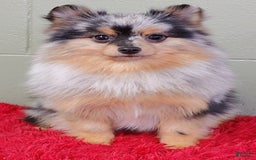 Pomeranian dogs for sale: Astro - Image 6