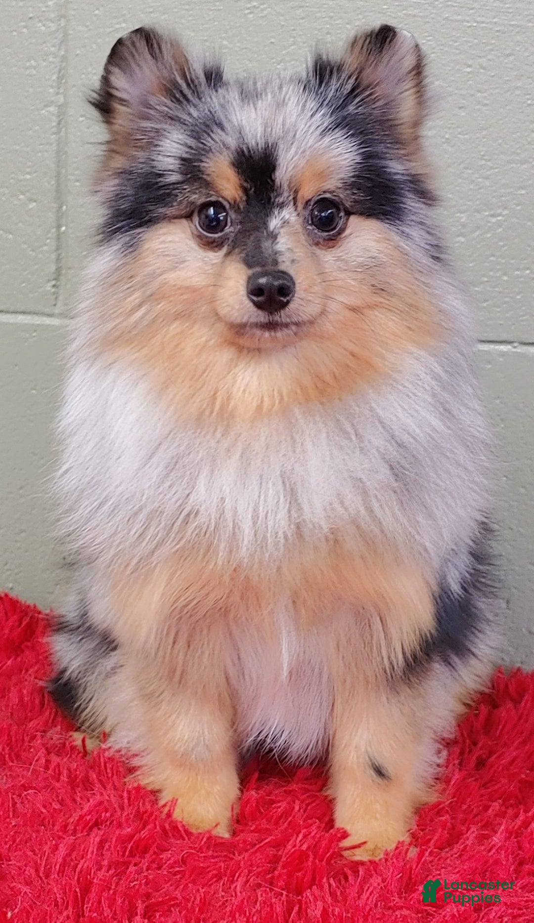 Pomeranian dogs for sale: Astro - Image 6