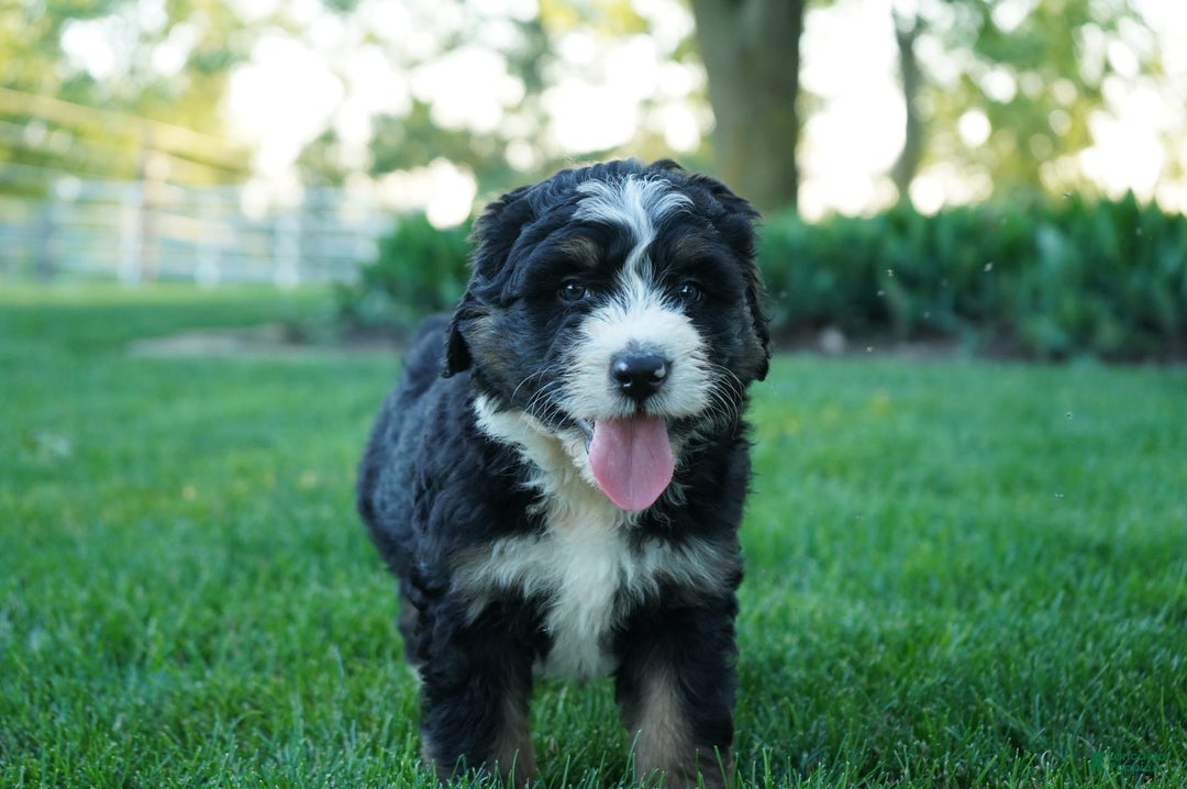 Bernedoodle dogs for sale: Bubba - Image 2