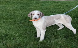Saint Berdoodles dogs for sale: Honey - Image 8