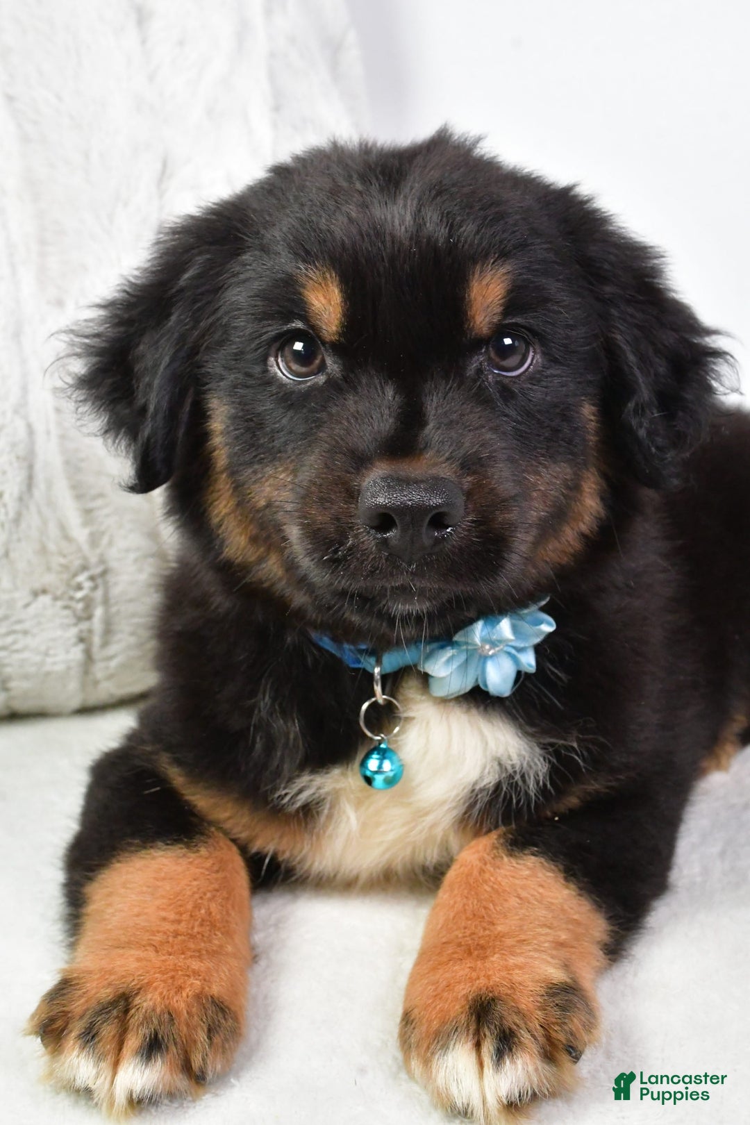 Australian Shepherd dogs for sale: Australian Shepherd 3 puppies - Image 13