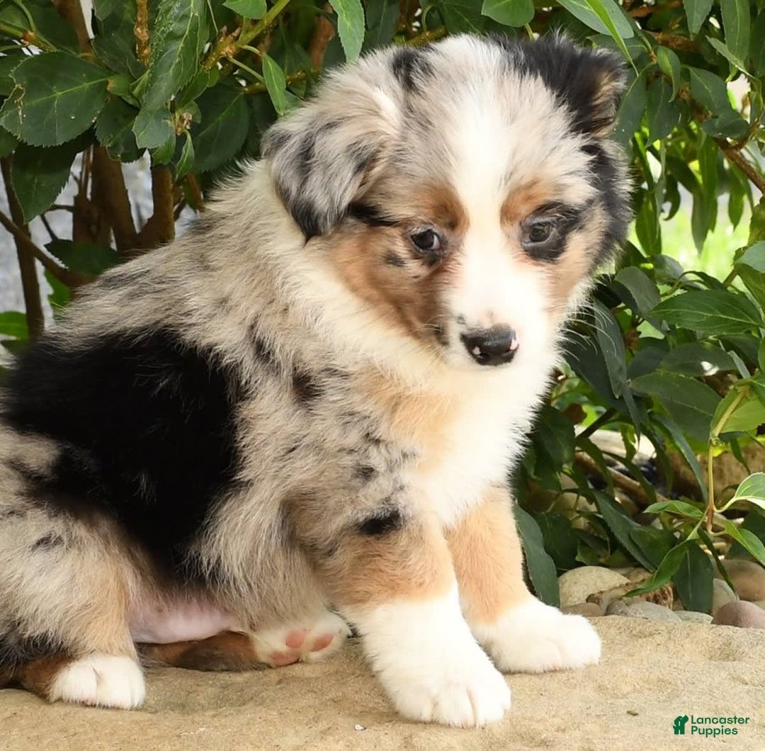 Miniature Australian Shepherd dogs for sale: Axel - Image 3