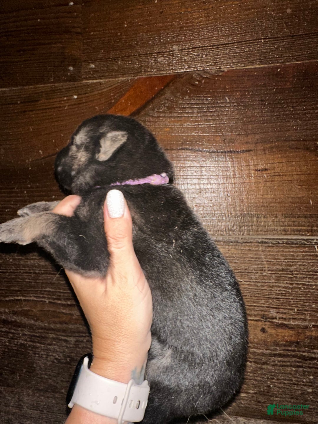 Gerberian Shepsky dogs for sale: Karma - Image 1