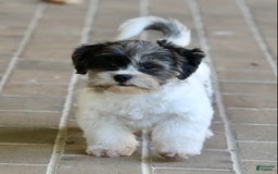 Shihpoo dogs for sale: Huey - Image 5