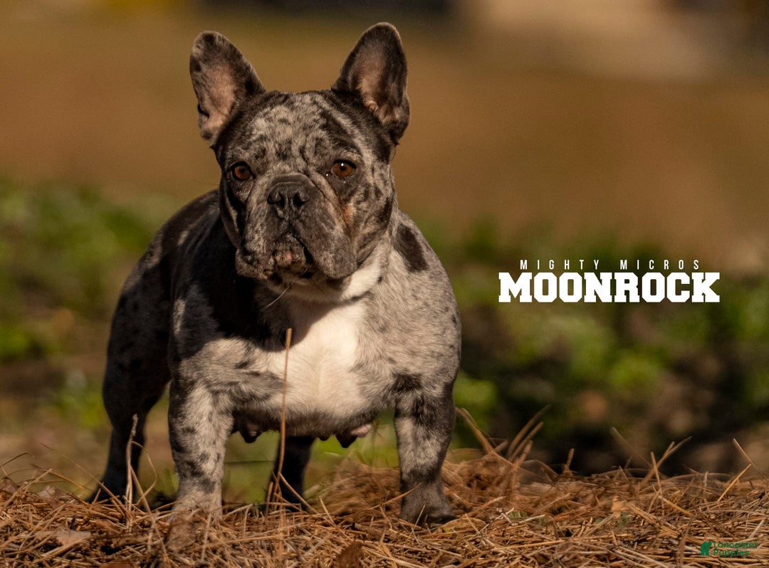 French Bulldog dogs for sale: Venus - Image 5