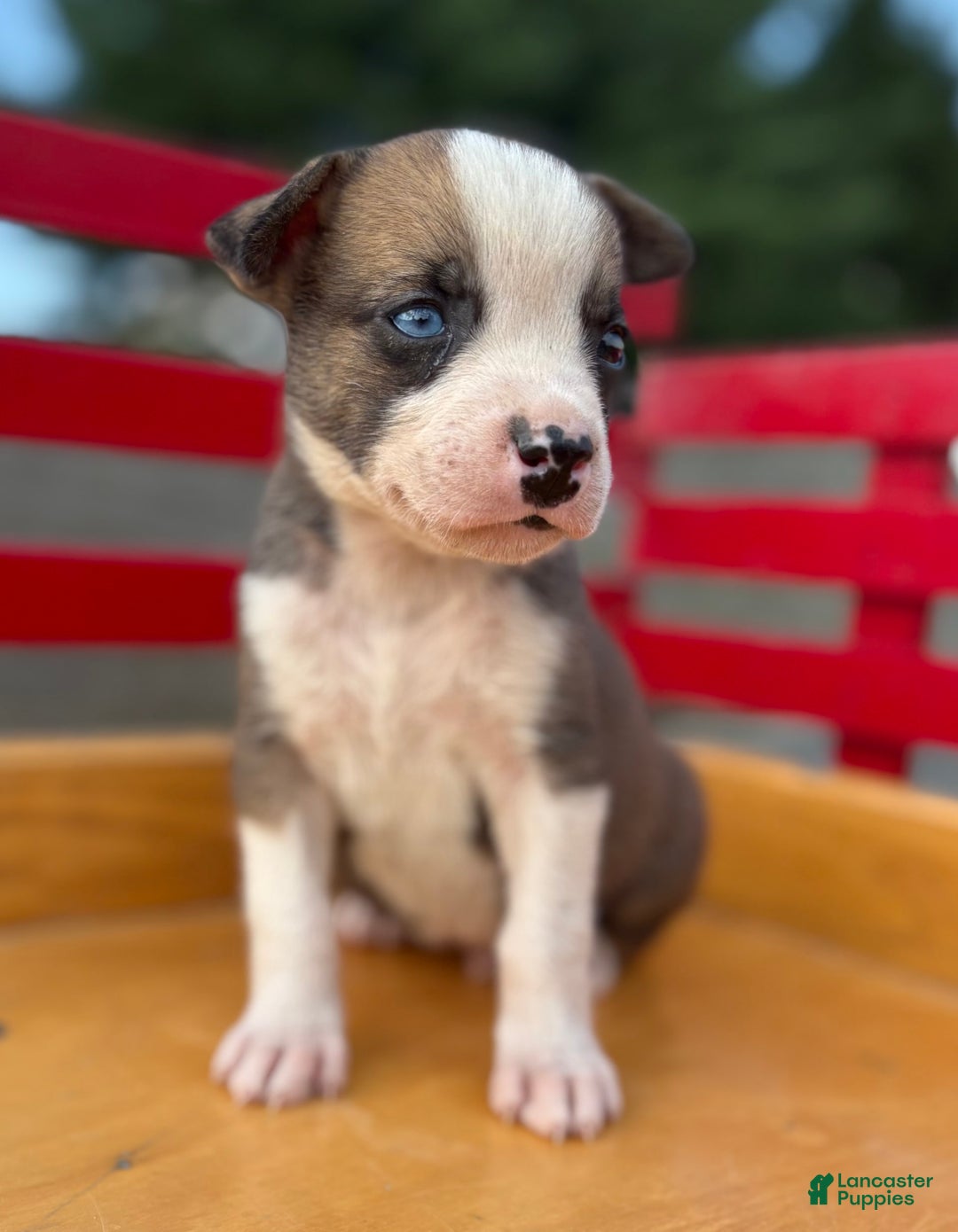 Boxer dogs for sale: Boxer 7 puppies - Image 6