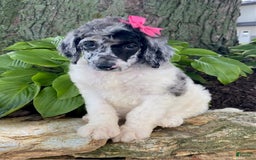 Standard Poodle dogs for sale: Robin - Image 3