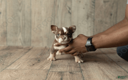 American Bully dogs for sale: Trixie - Image 1
