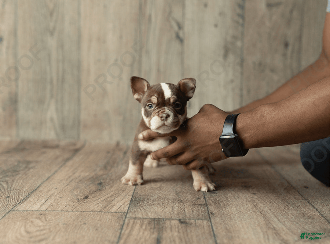 American Bully dogs for sale: Trixie - Image 1