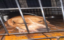 Beagle dogs for sale: Aslam - Image 3