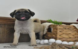 Puggle dogs for sale: Sunflower - Image 5